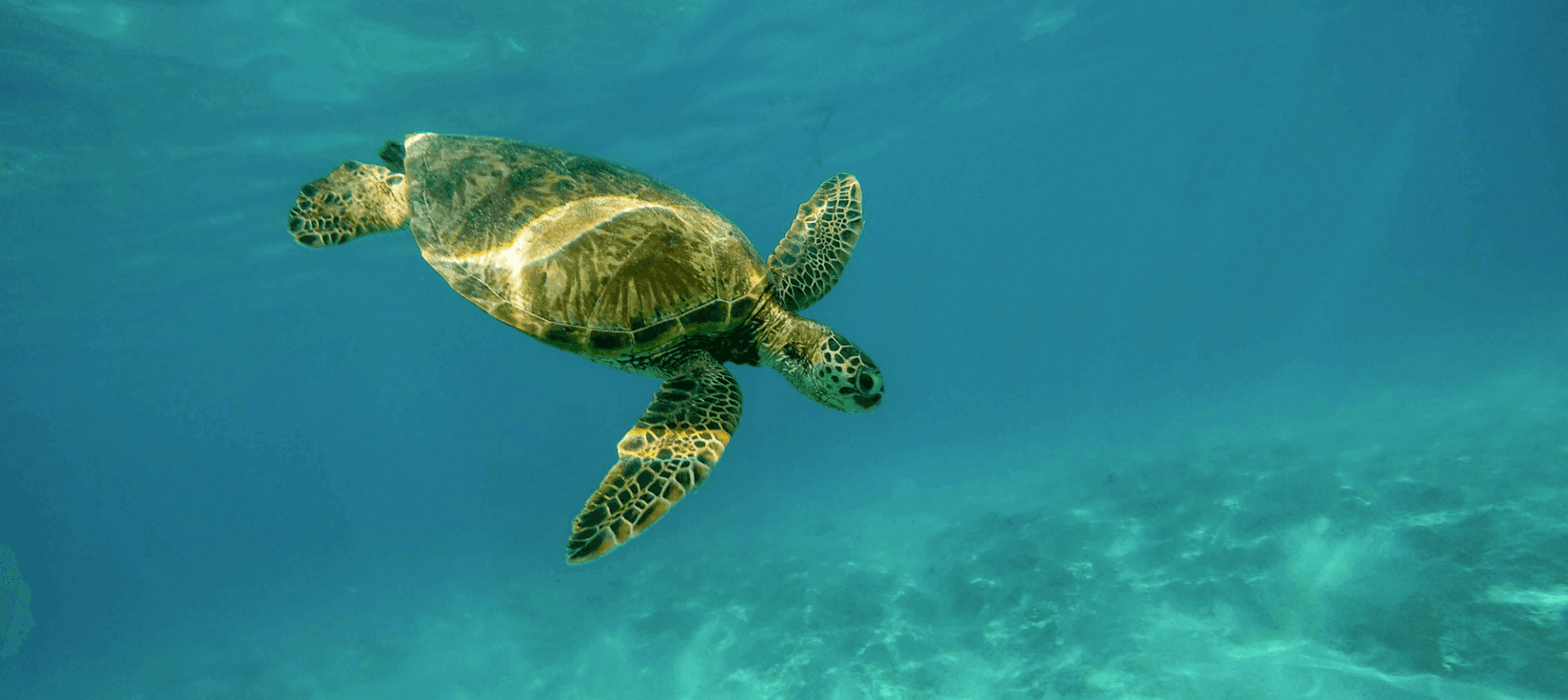 Hawaiian Green Sea Turtle Honu