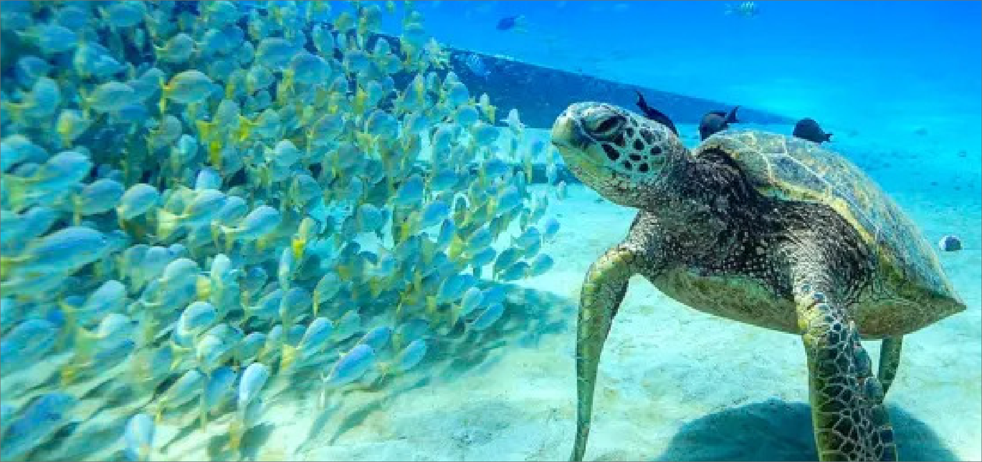 Petualangan Snorkeling di Turtle Canyon